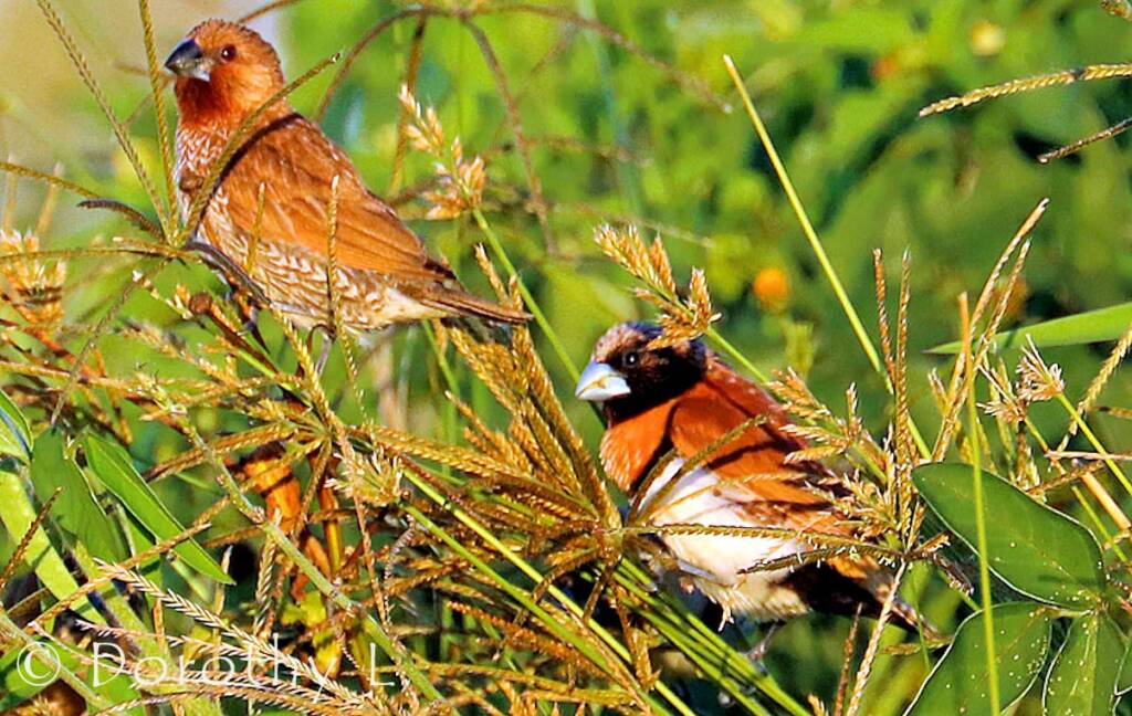 Scaly-breasted Munia and Chestnut-breasted Mannikin