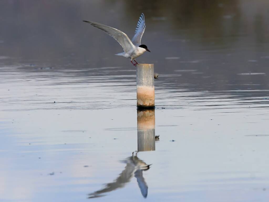 Whiskered Tern (Chlidonias hybrida), Alice Springs Sewage Ponds © Dorothy Latimer