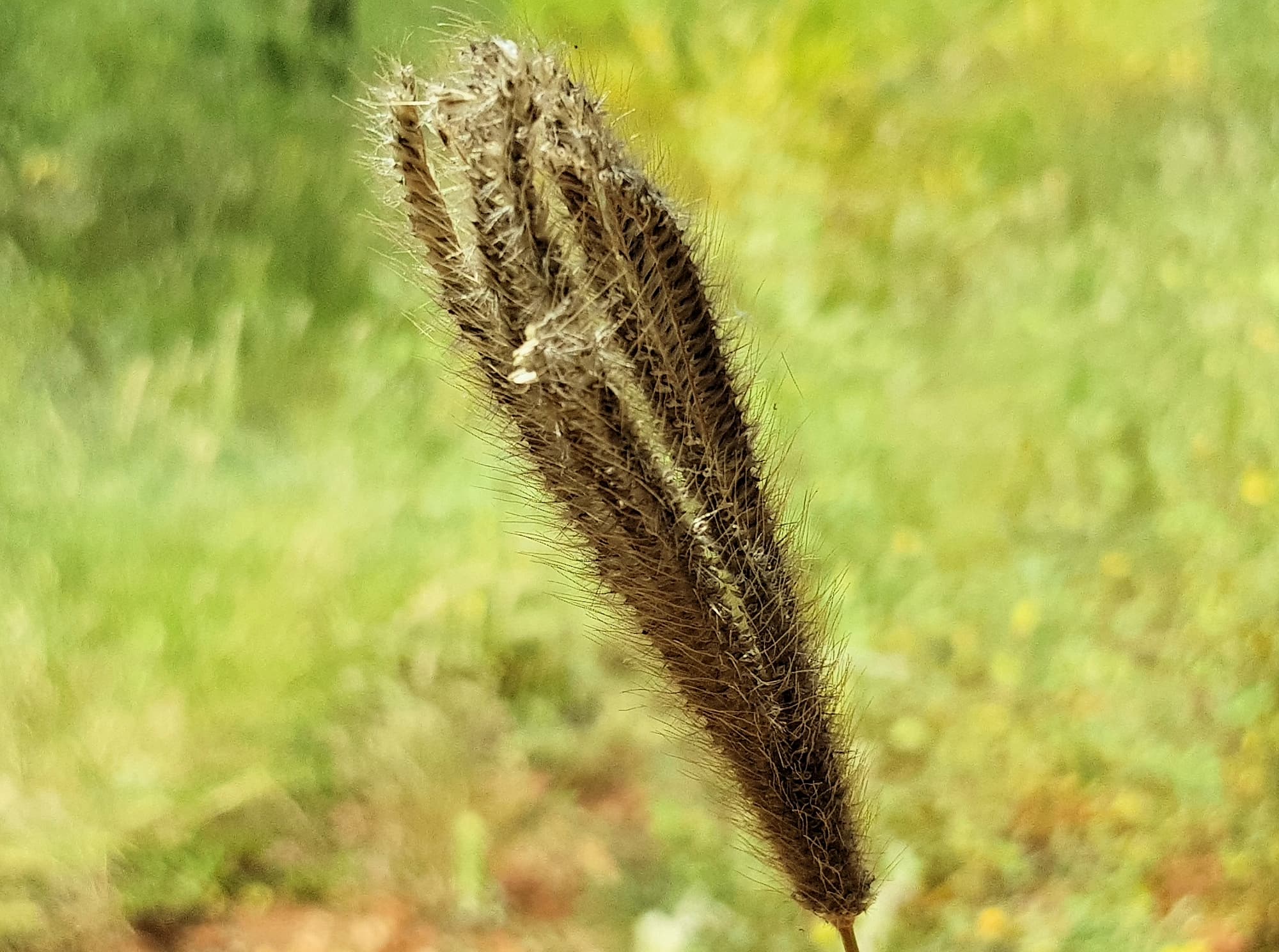 Chloris barbata (formerly Chloris inflata), Ormiston Gorge, NT
