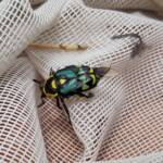 Chlorobapta frontalis (Flower Beetle), Alice Springs NT