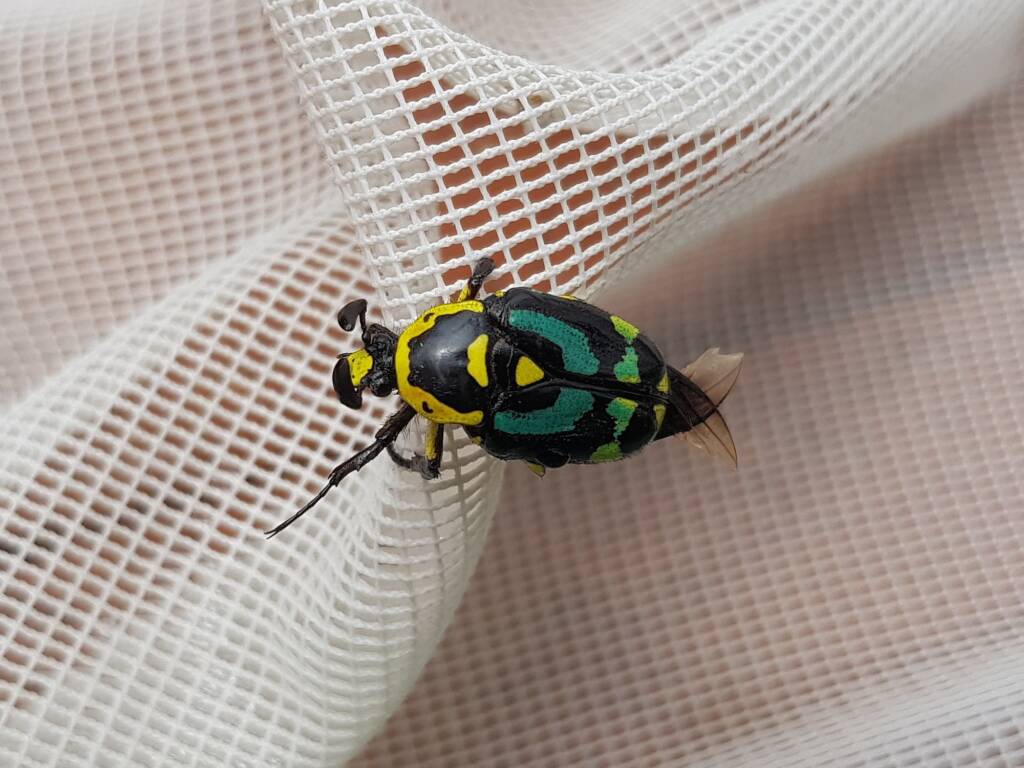 Chlorobapta frontalis (Flower Beetle), Alice Springs NT