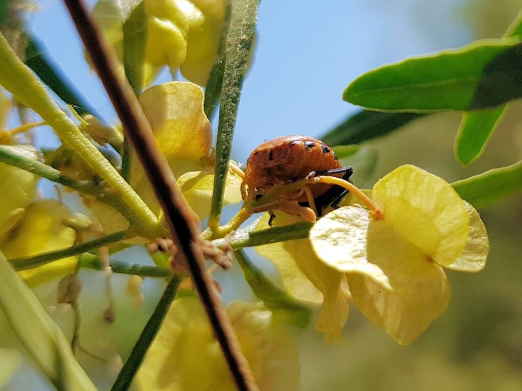 Ground Shield Bug (Choerocoris paganus), Alice Springs NT