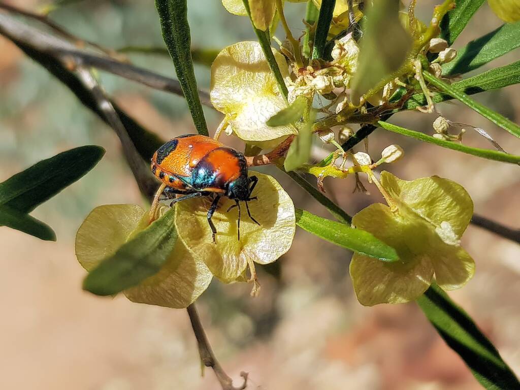 Ground Shield Bug (Choerocoris paganus), Alice Springs NT