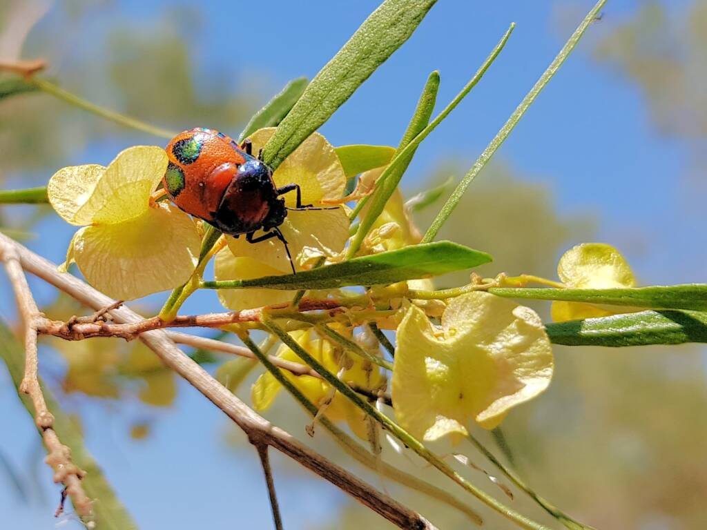 Ground Shield Bug (Choerocoris paganus) on a Sticky Hopbush (Dodonaea viscosa), Alice Springs NT