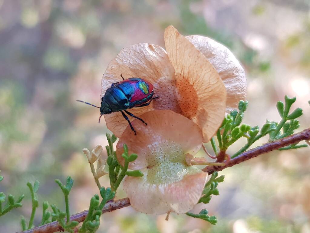 Ground Shield Bug (Choerocoris paganus) on Brilliant Hopbush (Dodonaea microzyga), Alice Springs Desert Park NT