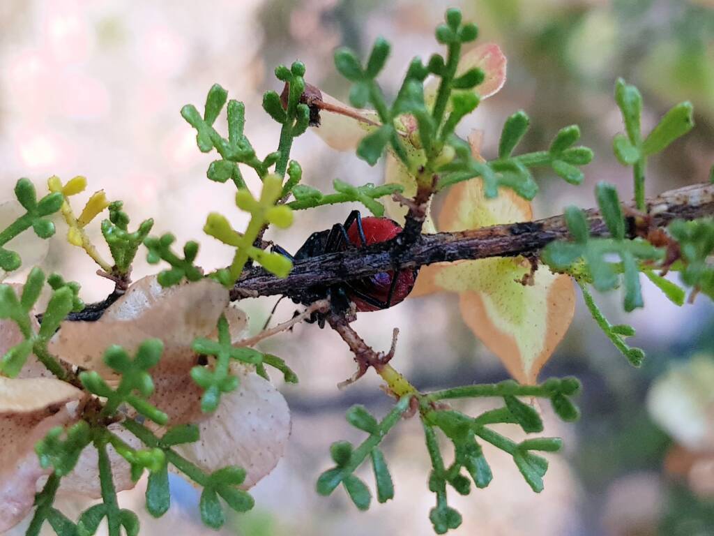 Ground Shield Bug (Choerocoris paganus) on Brilliant Hopbush (Dodonaea microzyga), Alice Springs Desert Park NT