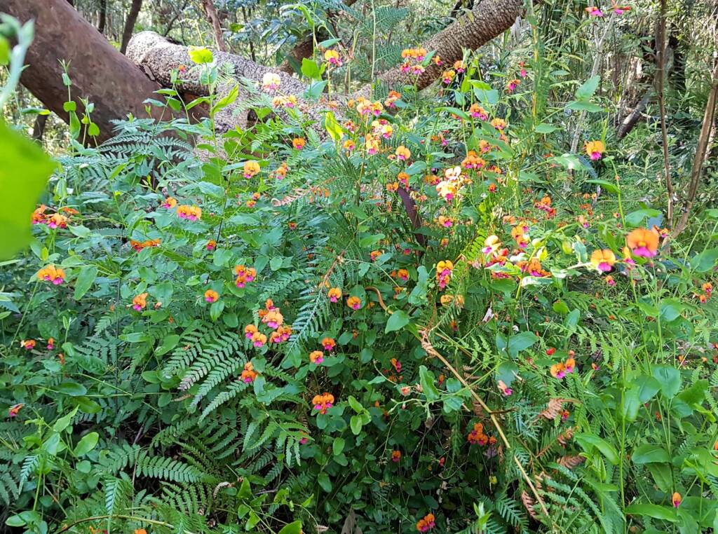 Heart-leaf Flame Pea (Chorizema cordatum), Stony Range Regional Botanic Garden, Dee Why NSW