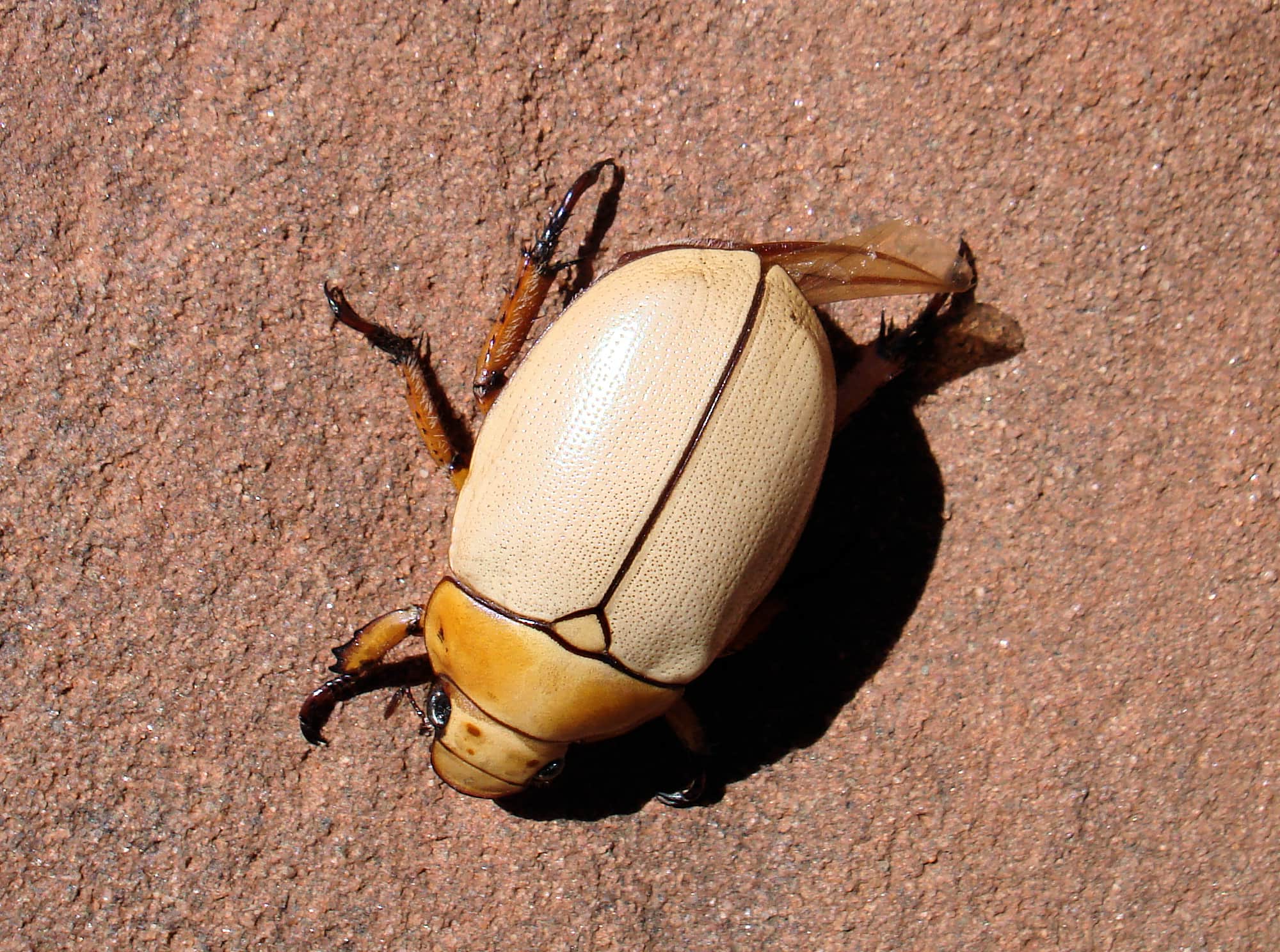 Christmas Beetle (Anoplognathus macleayi)