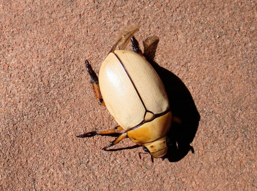 Christmas Beetle (Anoplognathus macleayi)