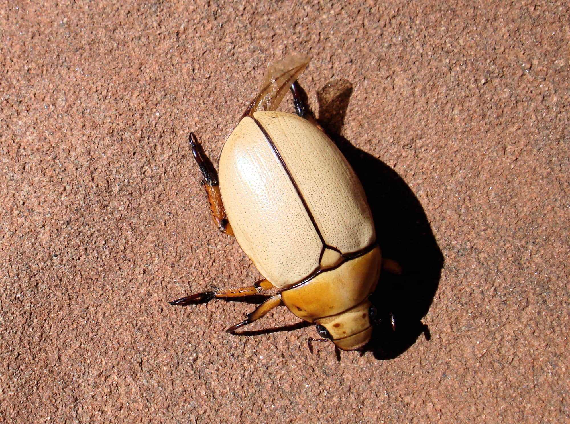 Christmas Beetle (Anoplognathus macleayi)