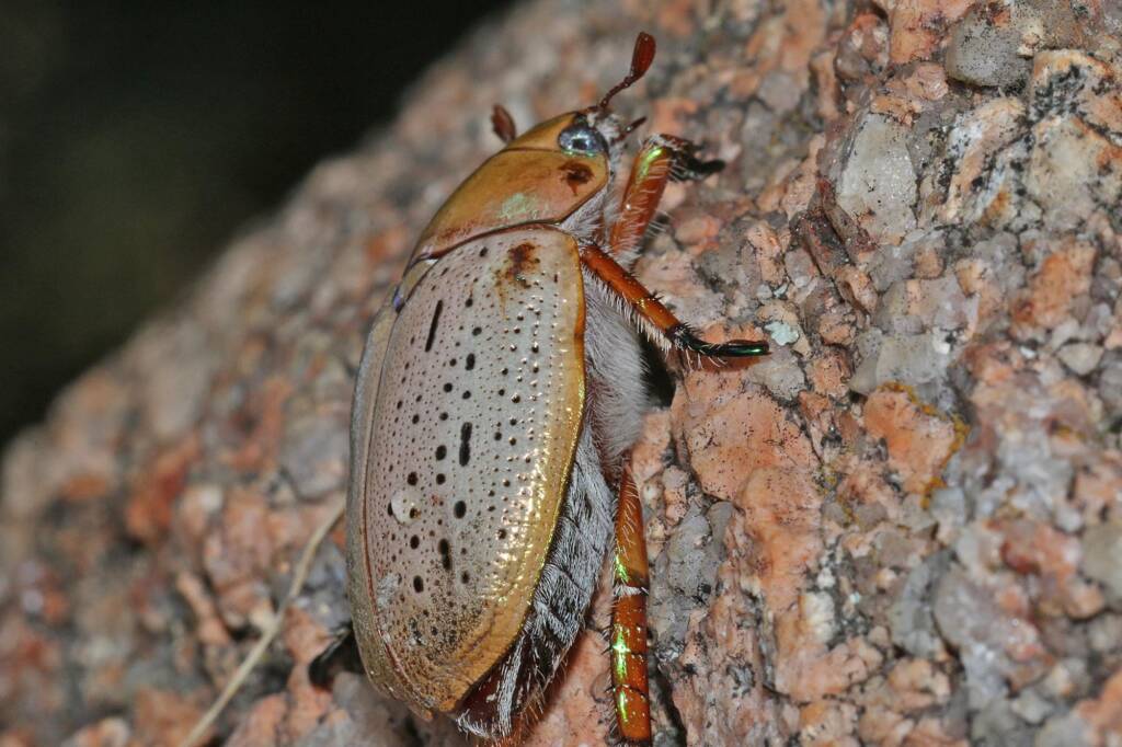 Christmas Beetle (Anoplognathus porosus), Ballandean QLD © Marc Newman