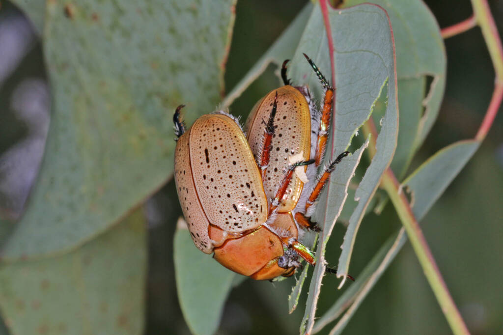 Christmas Beetle (Anoplognathus porosus), Ballandean QLD © Marc Newman