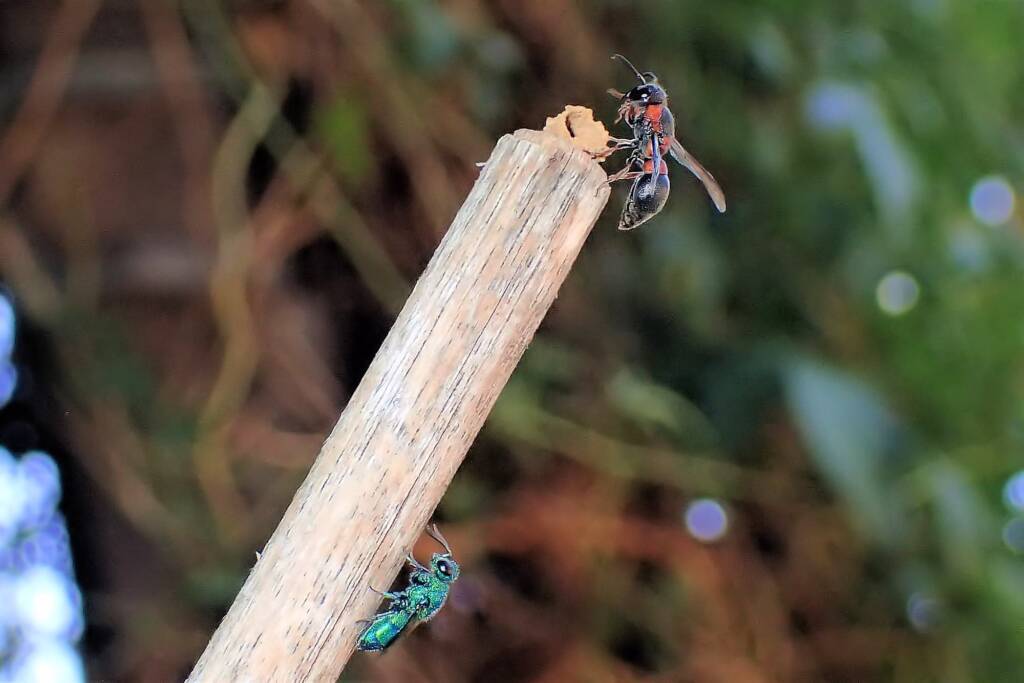 Potter Wasp and Chrysididae (Cuckoo Wasp), Midwest WA © Gary Taylor