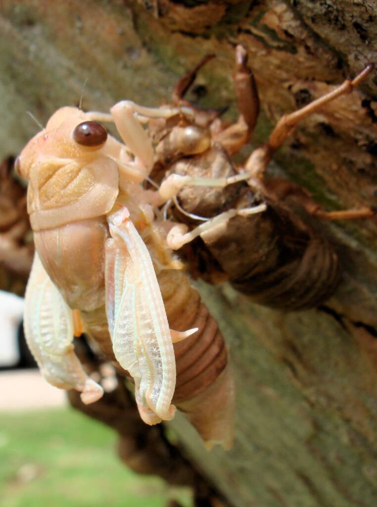 Newly emerged cicada from nymph skin
