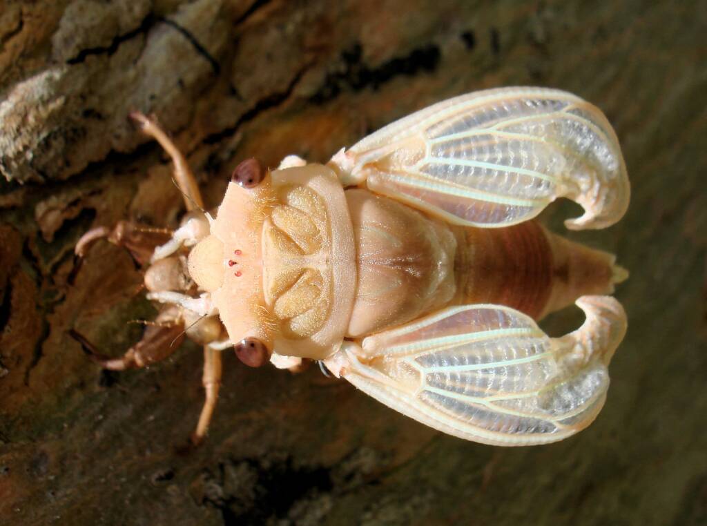 Newly emerged cicada from nymph skin