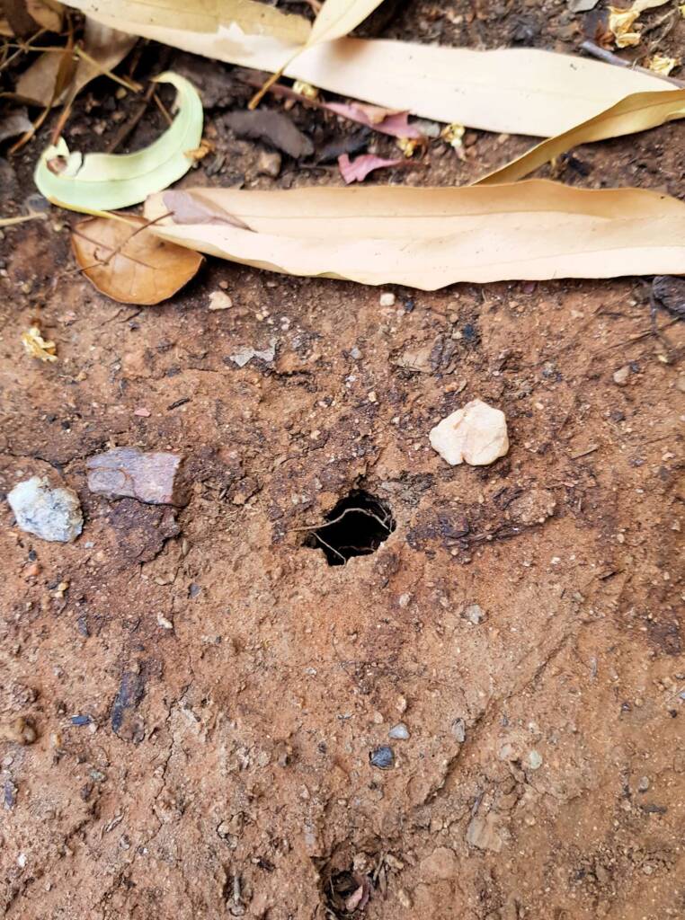 The underground hole from which the cicada nymph emerges