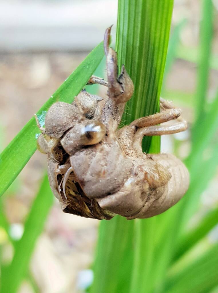 The nymph casing of the cicada