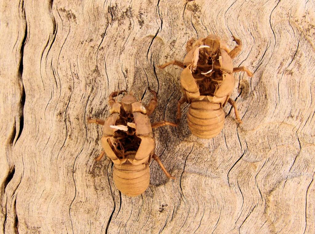 Cicada nymph shell casing, Ormiston Gorge, NT