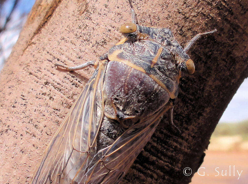 Cicada (family Cicadidae)