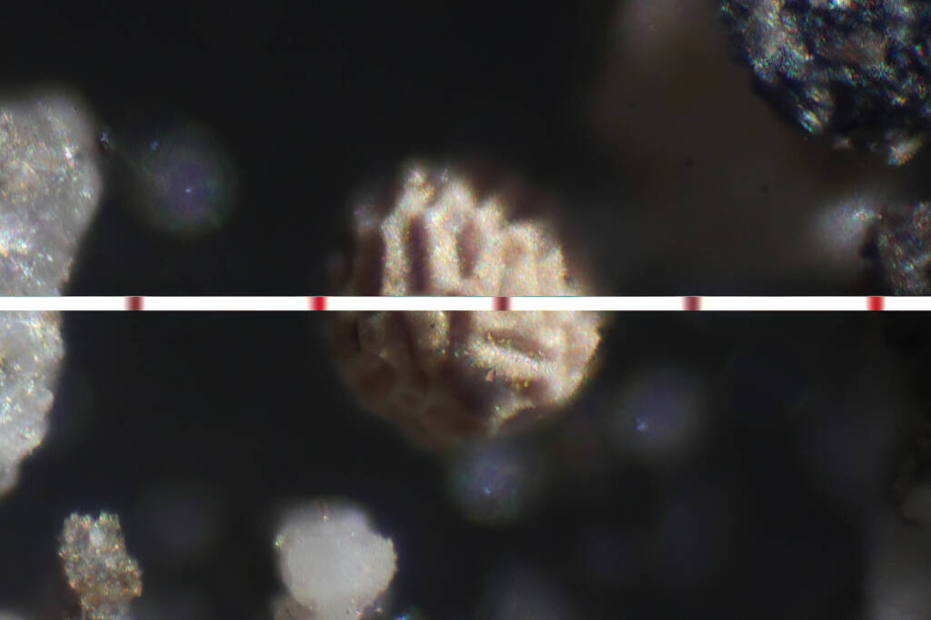 Clam Shrimp (Paralimnadia urukhai) egg (at ~0.15mm and only visible under a microscope)