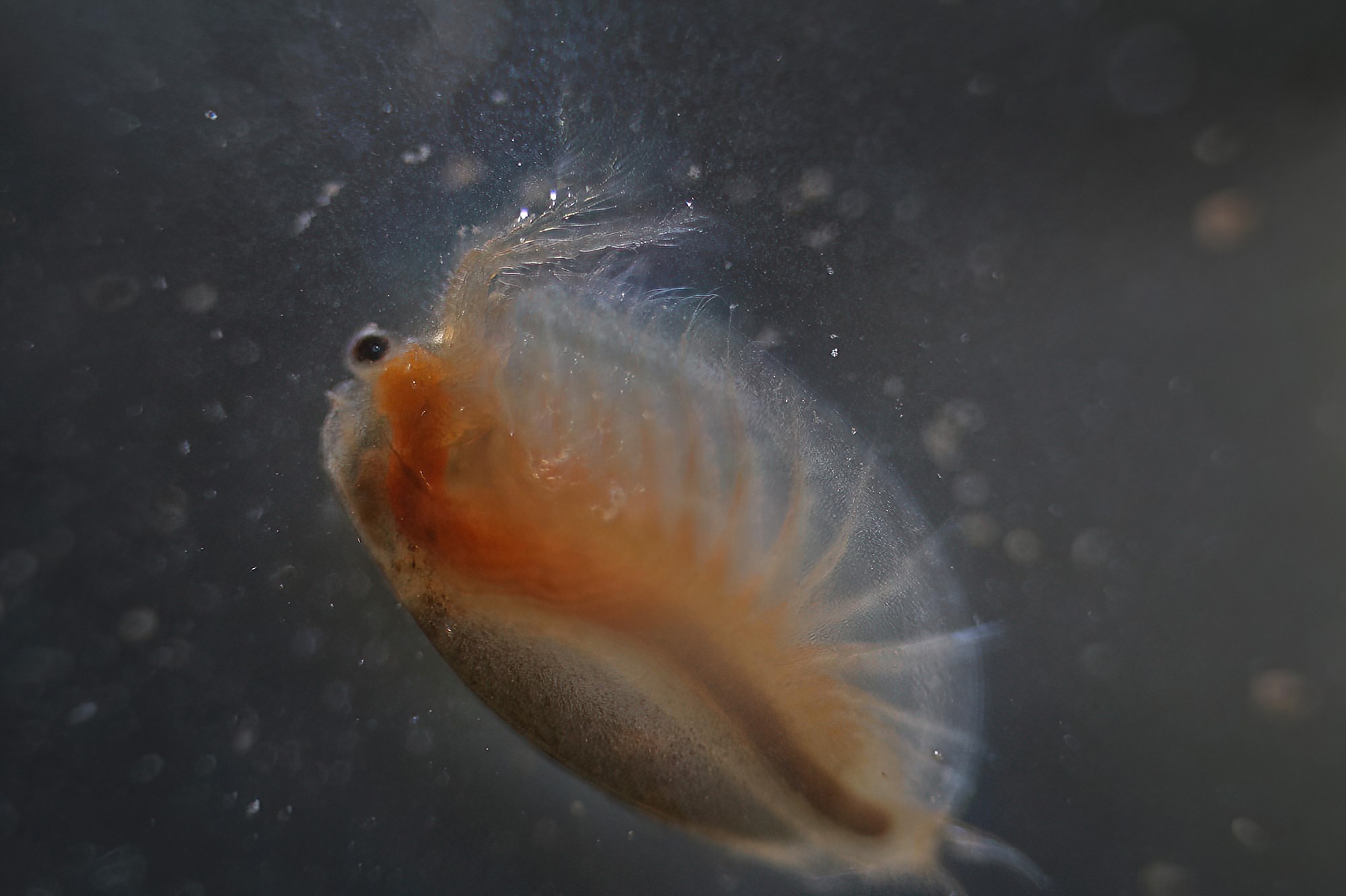 Clam Shrimp (Paralimnadia urukhai), Granite Belt QLD © Marc Newman