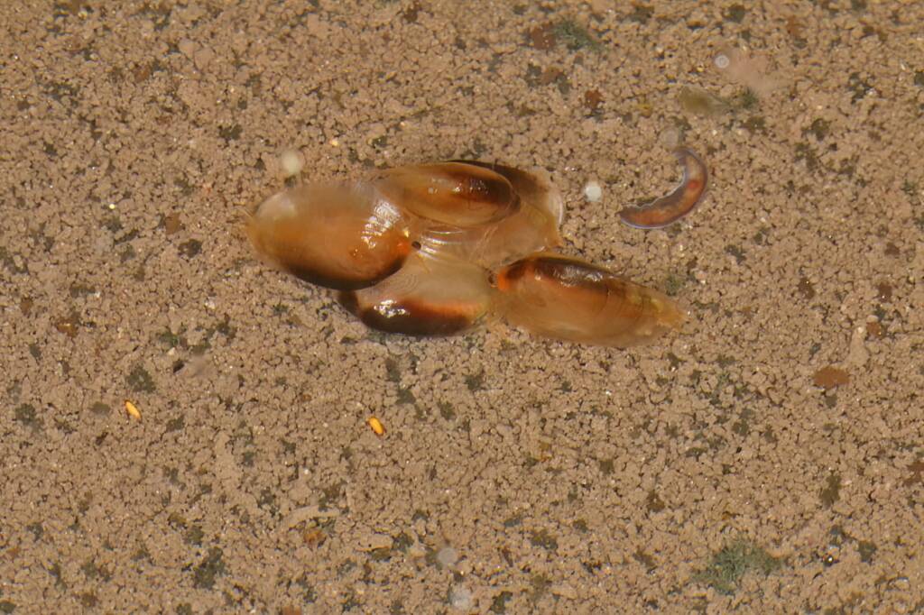 Clam Shrimps (Paralimnadia urukhai), Granite Belt QLD © Marc Newman