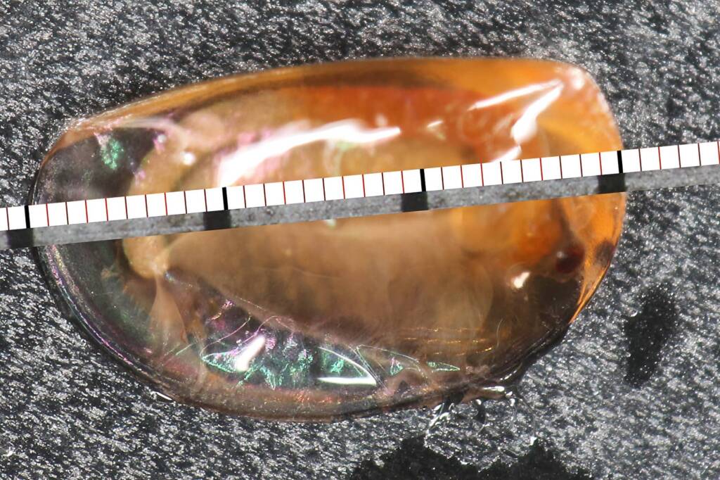 Measurement of Clam Shrimp (Paralimnadia urukhai), Granite Belt QLD © Marc Newman