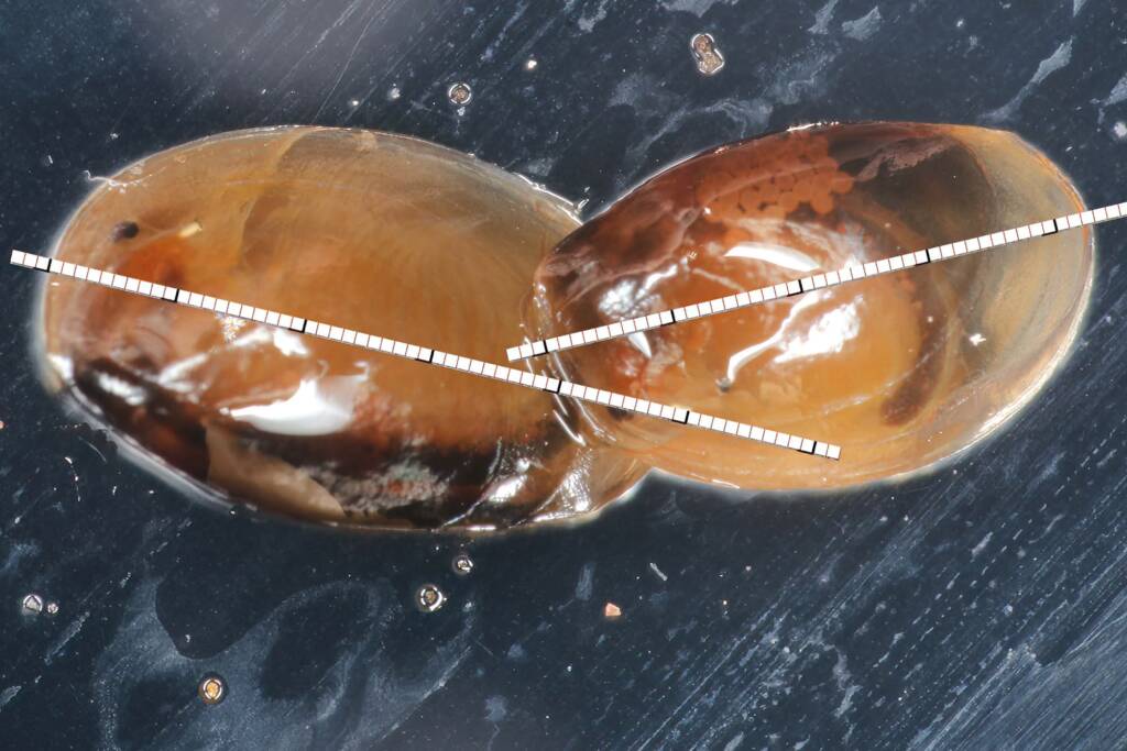 Male and female Clam Shrimps (Paralimnadia urukhai), Granite Belt QLD © Marc Newman