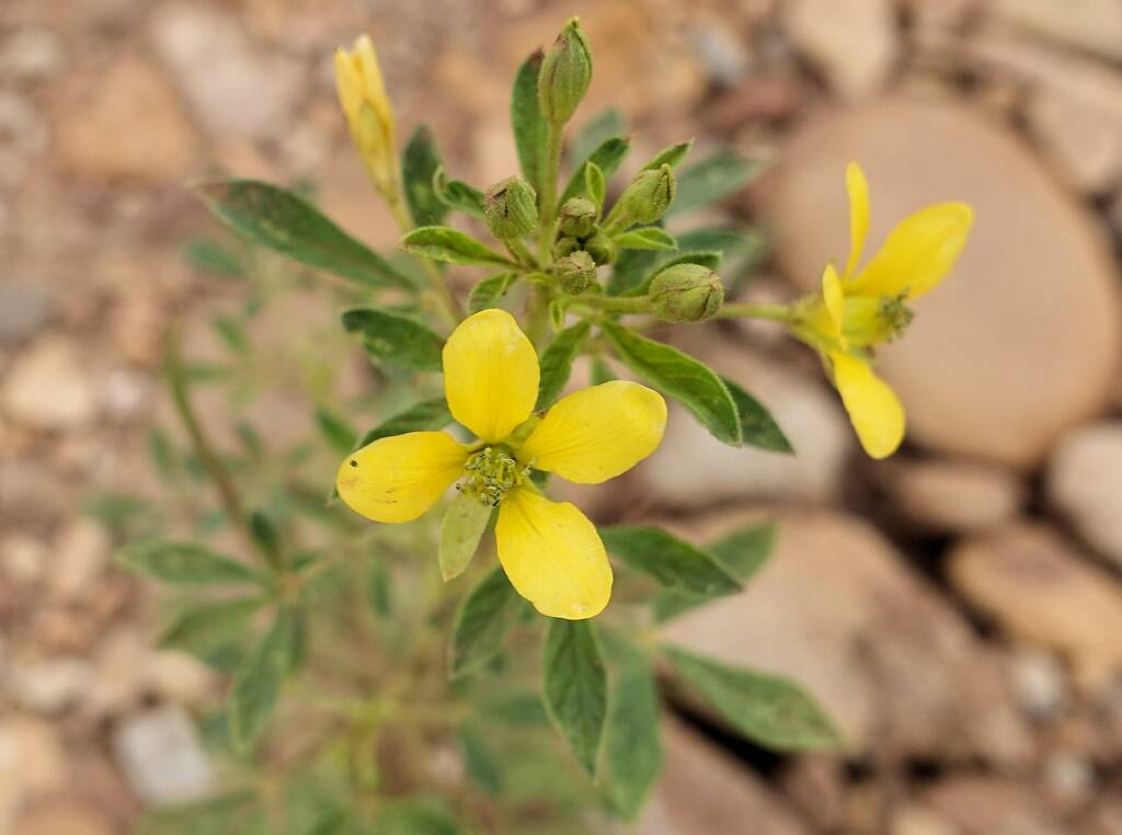 Cleome viscosa, Finke River (Finke Two Mile), West MacDonnell Ranges NT