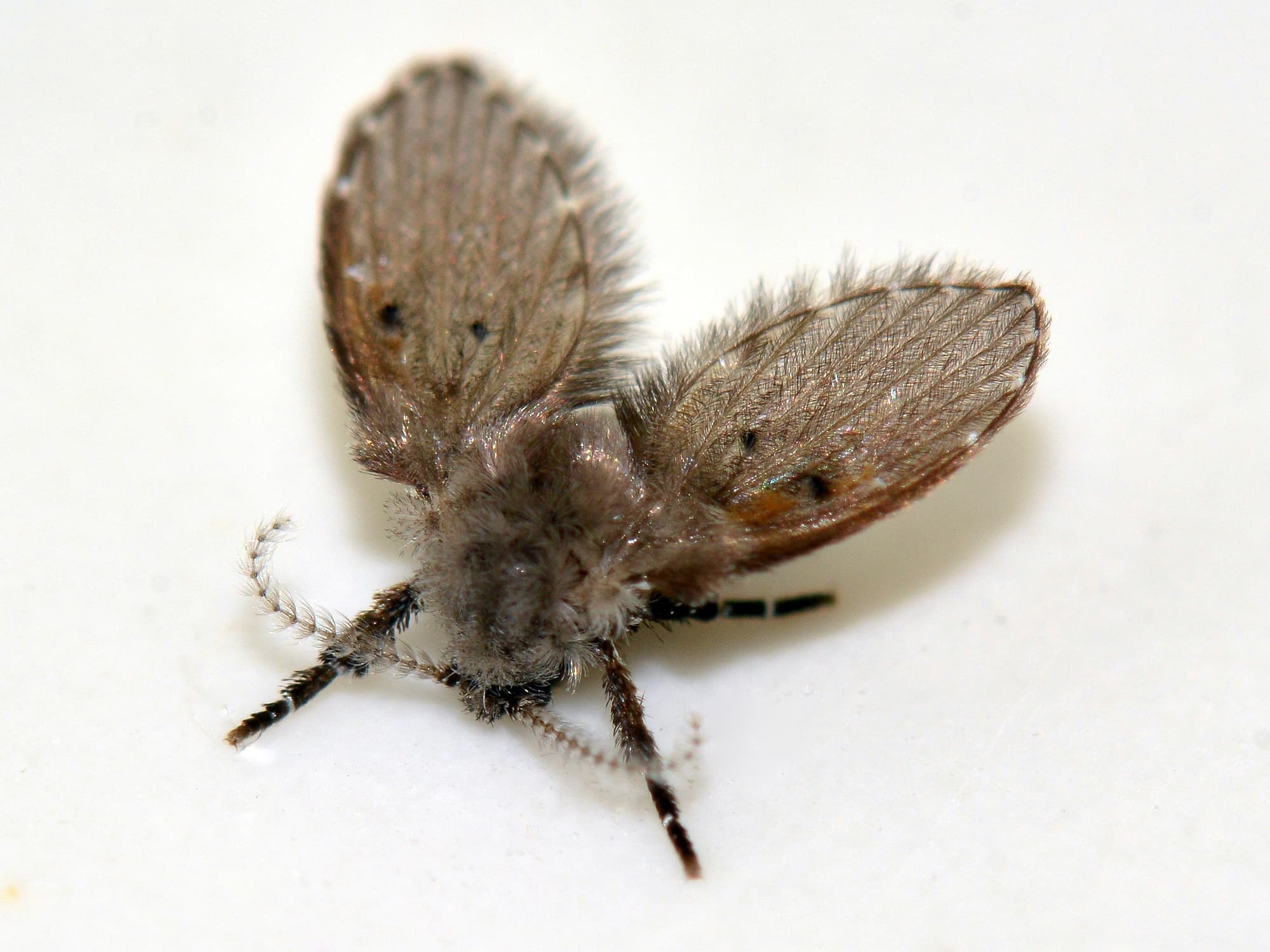 Clogmia sp (Moth Fly), Swan View WA © Jean and Fred Hort