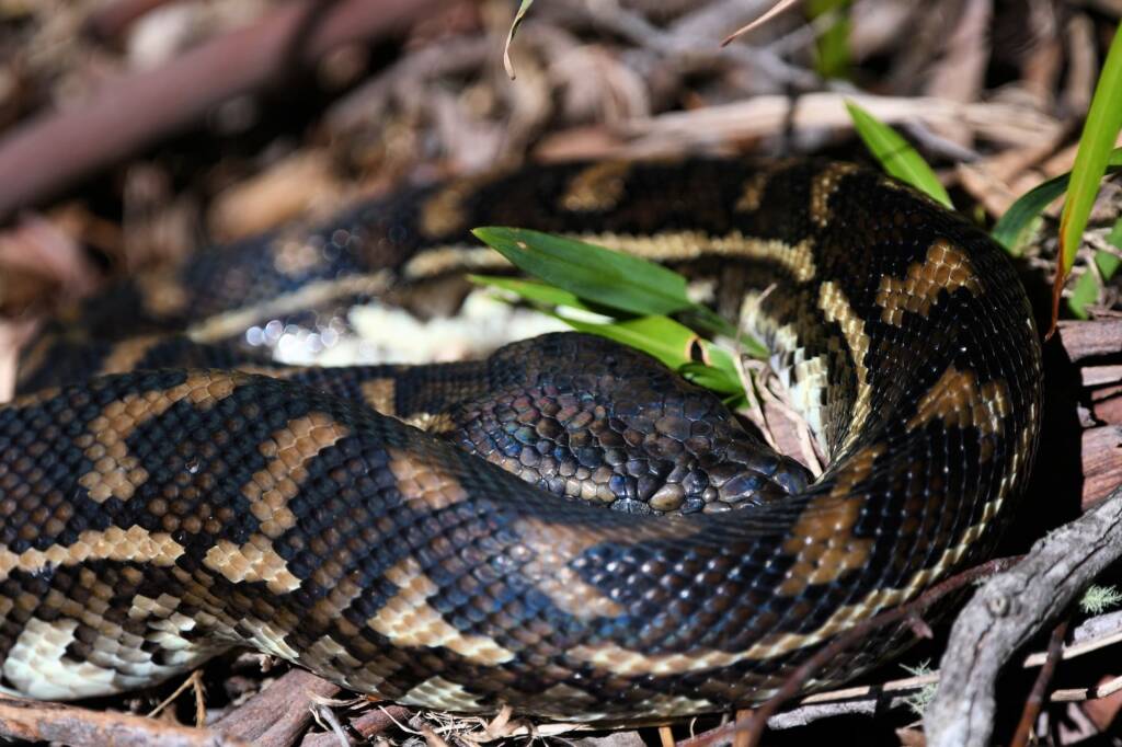 Coastal Carpet Python (Morelia spilota mcdowelli), Lamington National Park, QLD