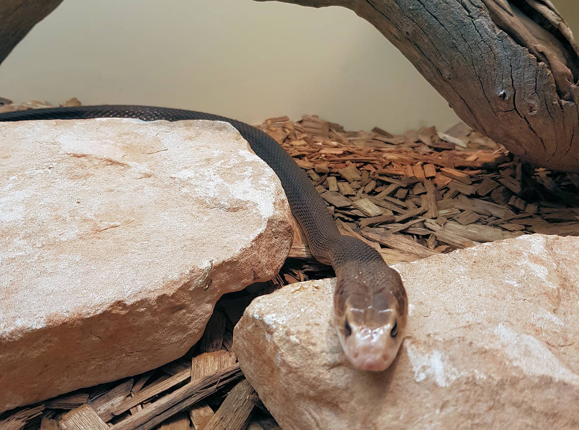 Coastal Taipan Ausemade coastal-taipan-ausemade