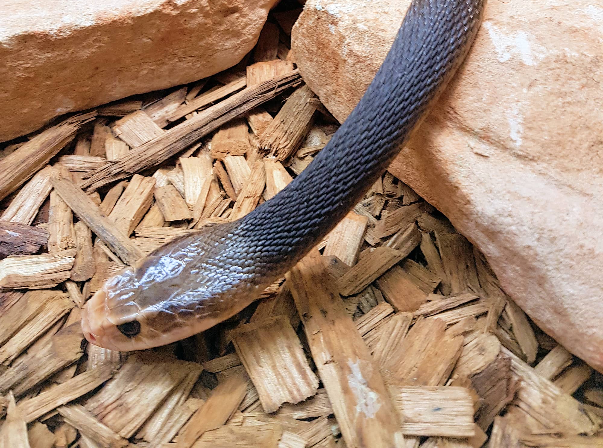 coastal taipan snake