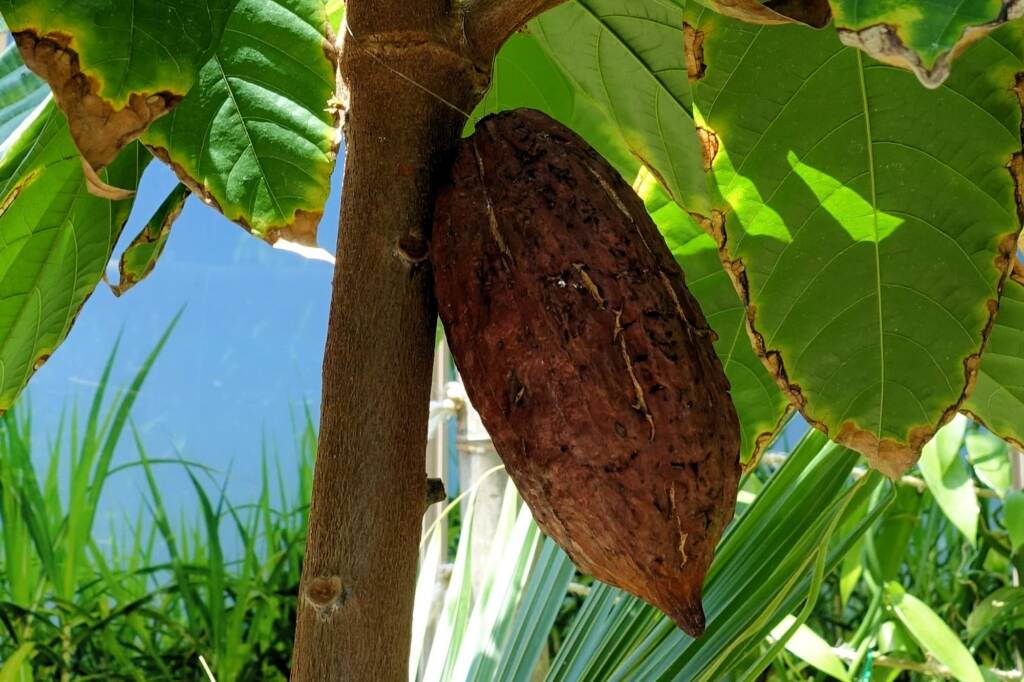 Cocao Tree (Theobroma cacao), The Calyx, Royal Botanic Garden Sydney NSW