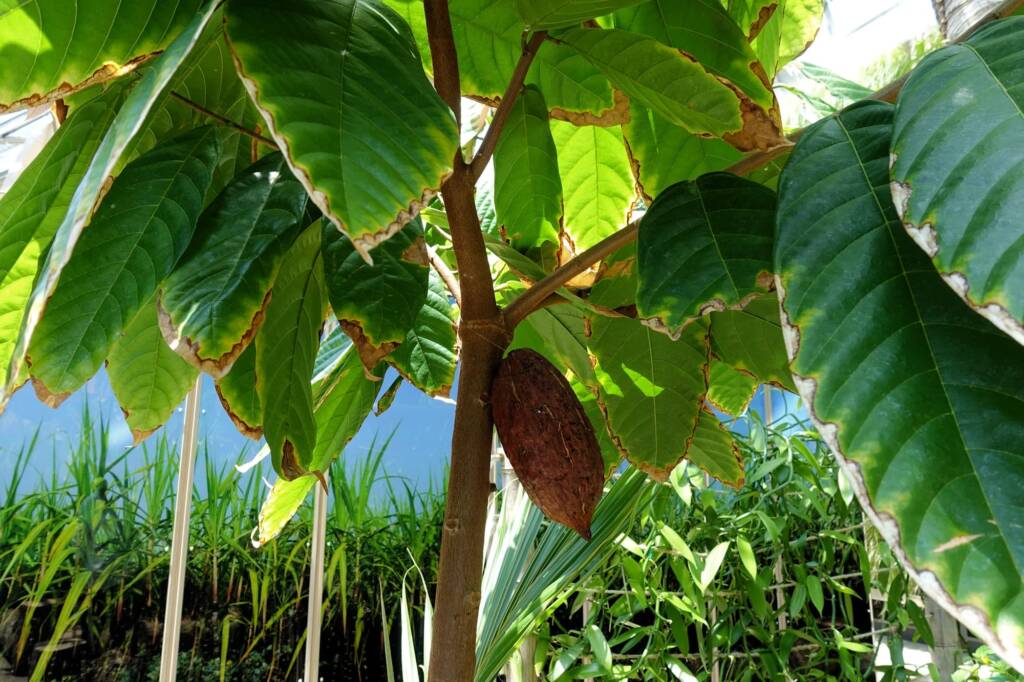 Cocao Tree (Theobroma cacao), The Calyx, Royal Botanic Garden Sydney NSW