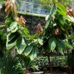 Cocao Tree (Theobroma cacao), The Calyx, Royal Botanic Garden Sydney NSW