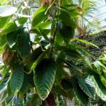 Cocao Tree (Theobroma cacao), The Calyx, Royal Botanic Garden Sydney NSW