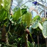 Cocao Tree (Theobroma cacao), The Calyx, Royal Botanic Garden Sydney NSW