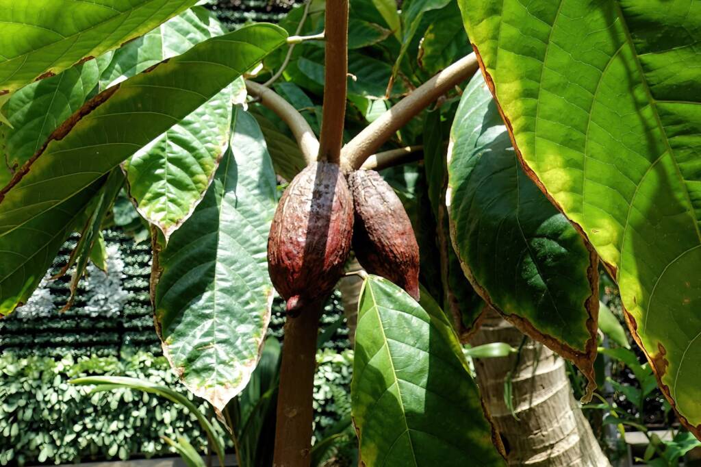 Cocao Tree (Theobroma cacao), The Calyx, Royal Botanic Garden Sydney NSW