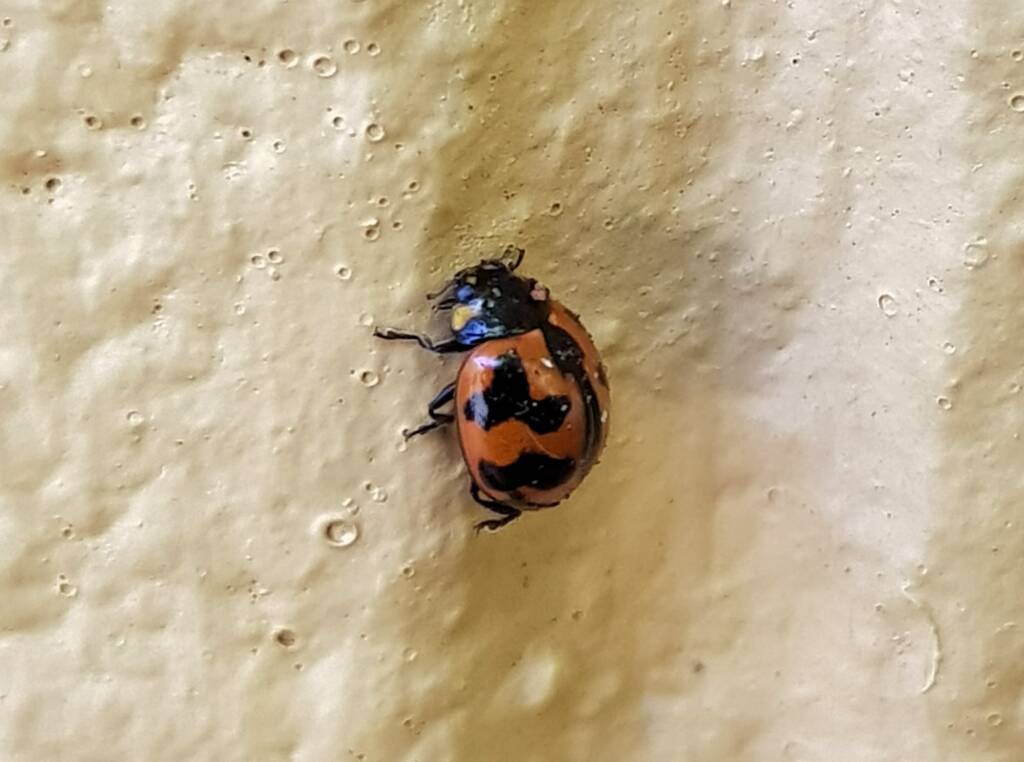 Small Transverse Ladybird Beetle (Coccinella transversalis), Alice Springs NT