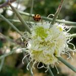 Transverse Ladybird (Coccinella transversalis) on a Needlewood (Hakea leucoptera), Alice Springs NT