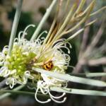 Transverse Ladybird (Coccinella transversalis) on a Needlewood (Hakea leucoptera), Alice Springs NT