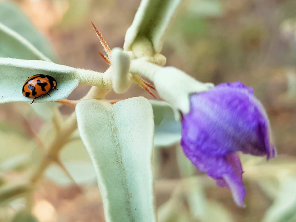 Transverse Ladybird (Coccinella transversalis), Alice Springs Desert Park NT