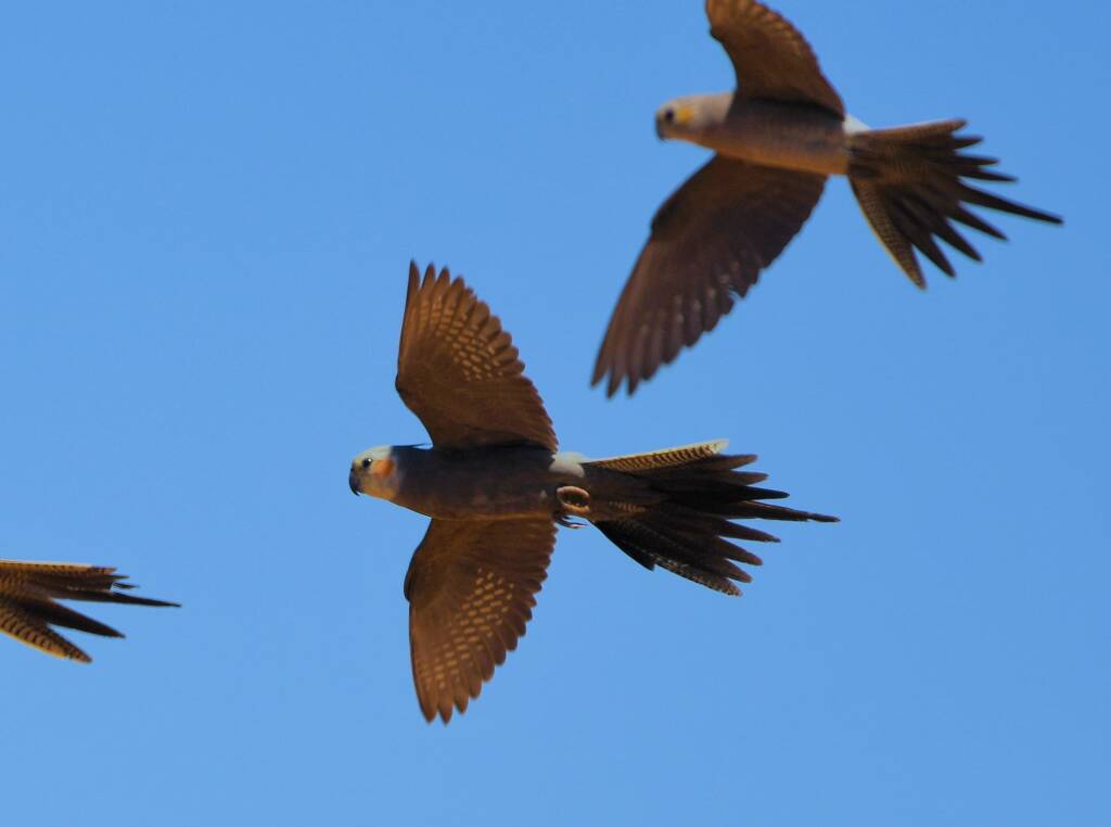 Cockatiels (Nymphicus hollandicus) in flight, Kunoth Bore, NT