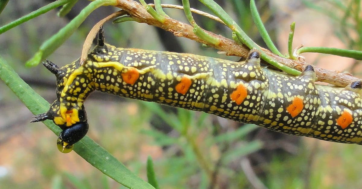 Sandal-box Hawk Moth (Coenotes eremophilae)