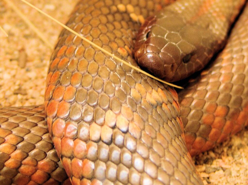 Collett's Snake (Pseudechis colletti), Alice Springs Reptile Centre