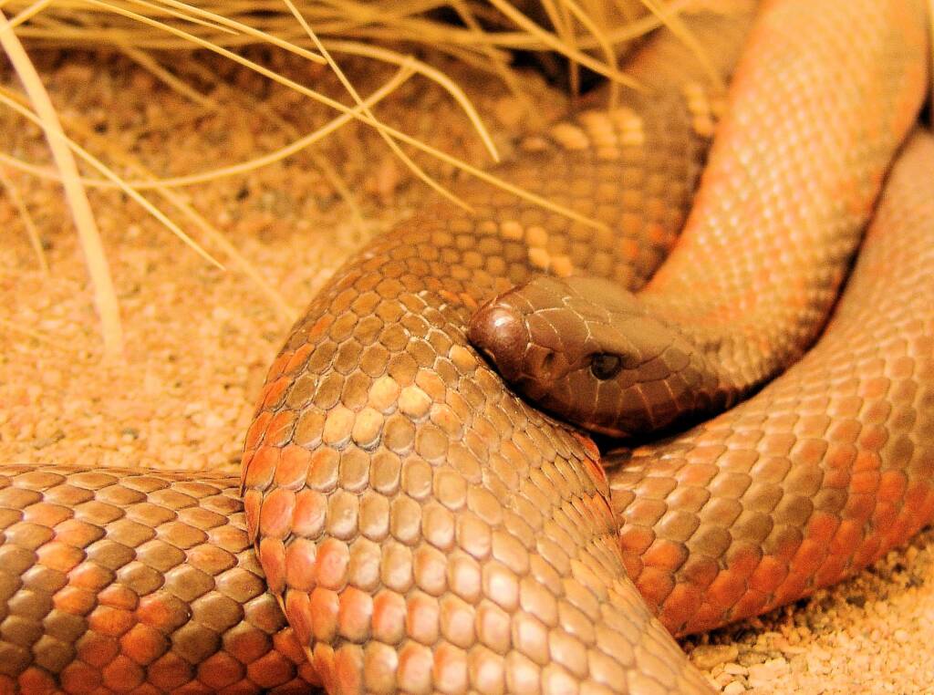 Collett's Snake (Pseudechis colletti), Alice Springs Reptile Centre