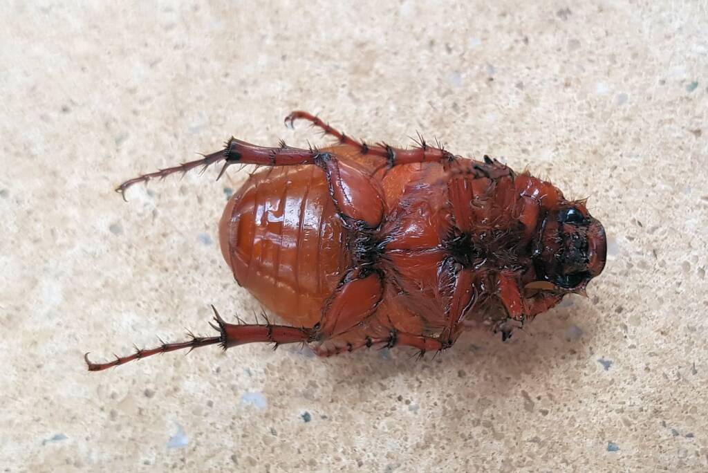 Colpochila Ausemade