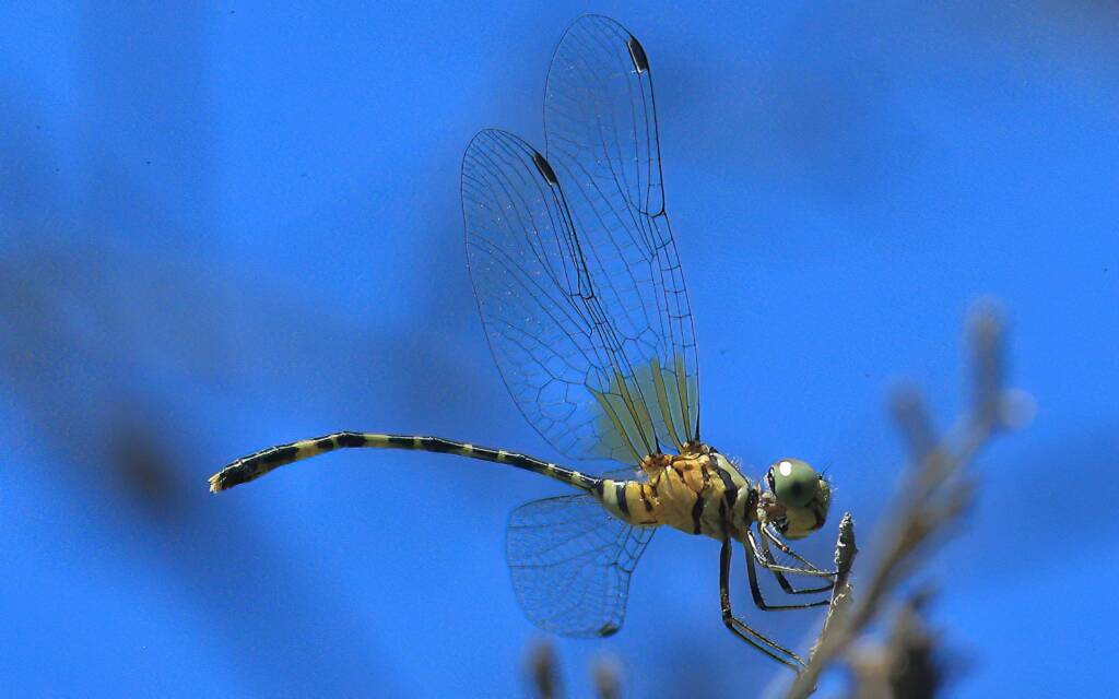 Common Archtail Dragonfly female, Rocky River NSW © Jeff Melvaine