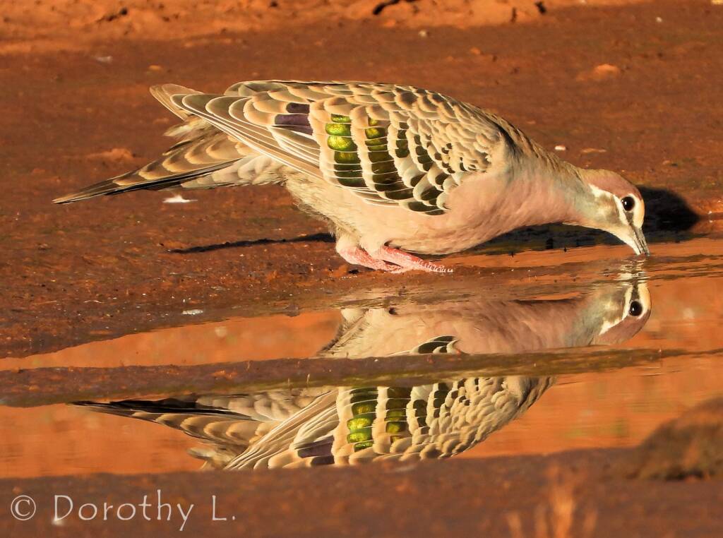 Common Bronzewing (Phaps chalcoptera), Central Australia